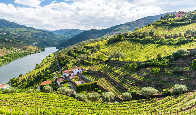 Portugal Wine Region 