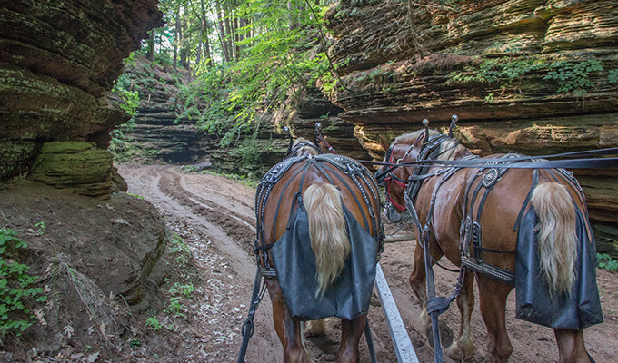 Horse drawn carriage