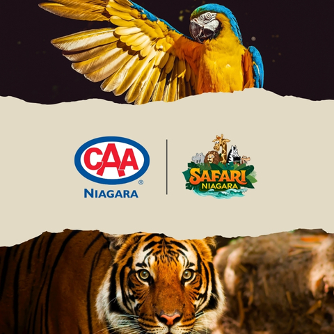 Image of a Macaw and a Tiger with CAA Niagara and Safari Niagara Logos