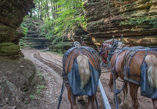 Horse drawn carriage