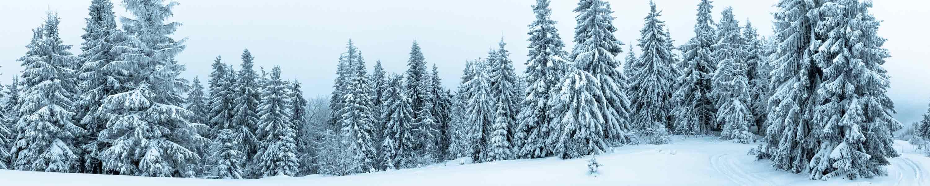 snow on trees