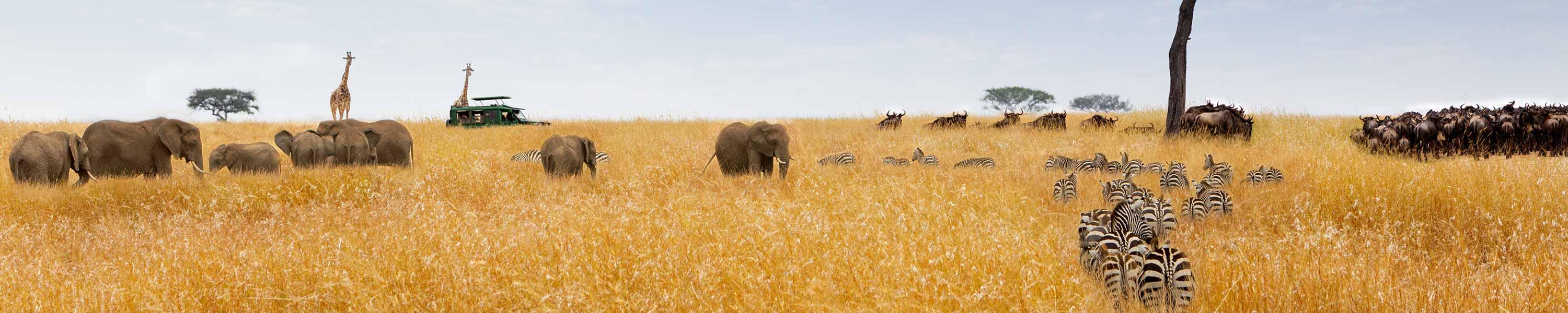 safari africa