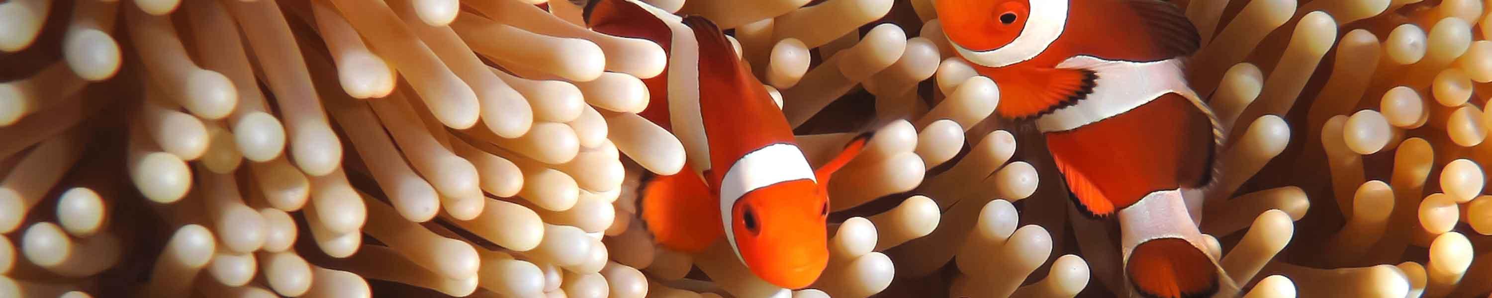 Ripley's Aquarium