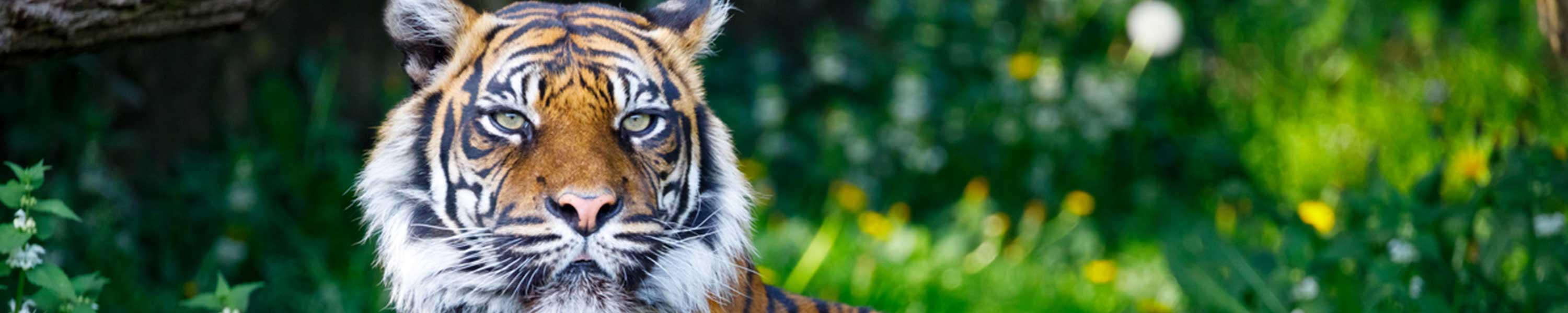 Tiger at Toronto Zoo
