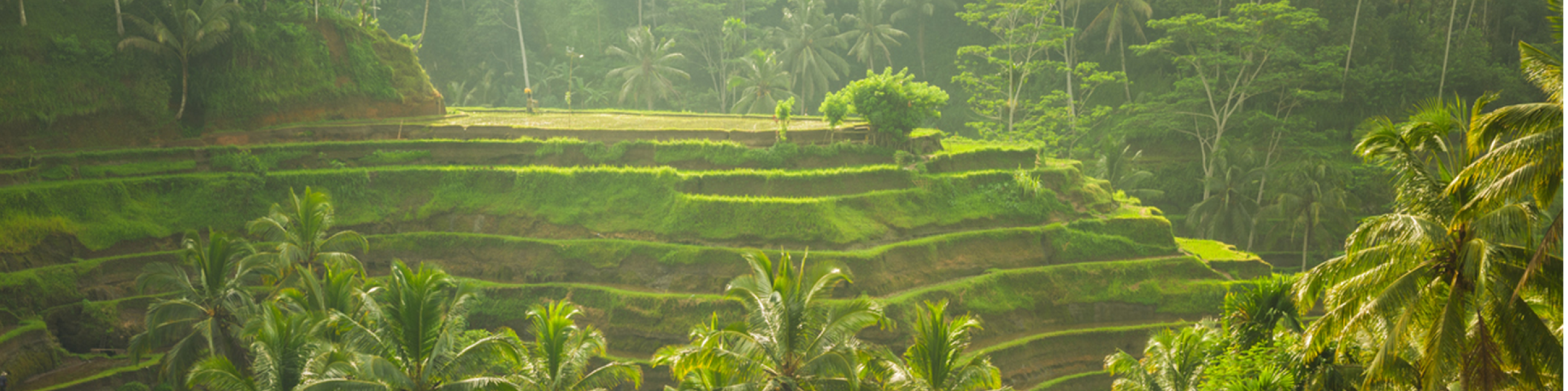 Beautiful rice terraces in the moring light near Tegallalang village, Ubud, Bali, Indonesia.