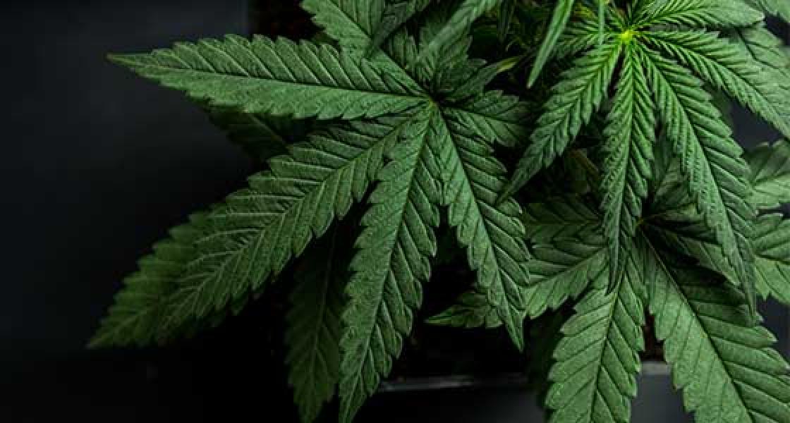marijuana